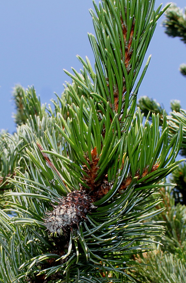 Изображение особи Pinus aristata.