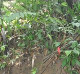 Zingiber matutumense. Цветущее растение. Таиланд, национальный парк Си Пханг-нга. 20.06.2013.