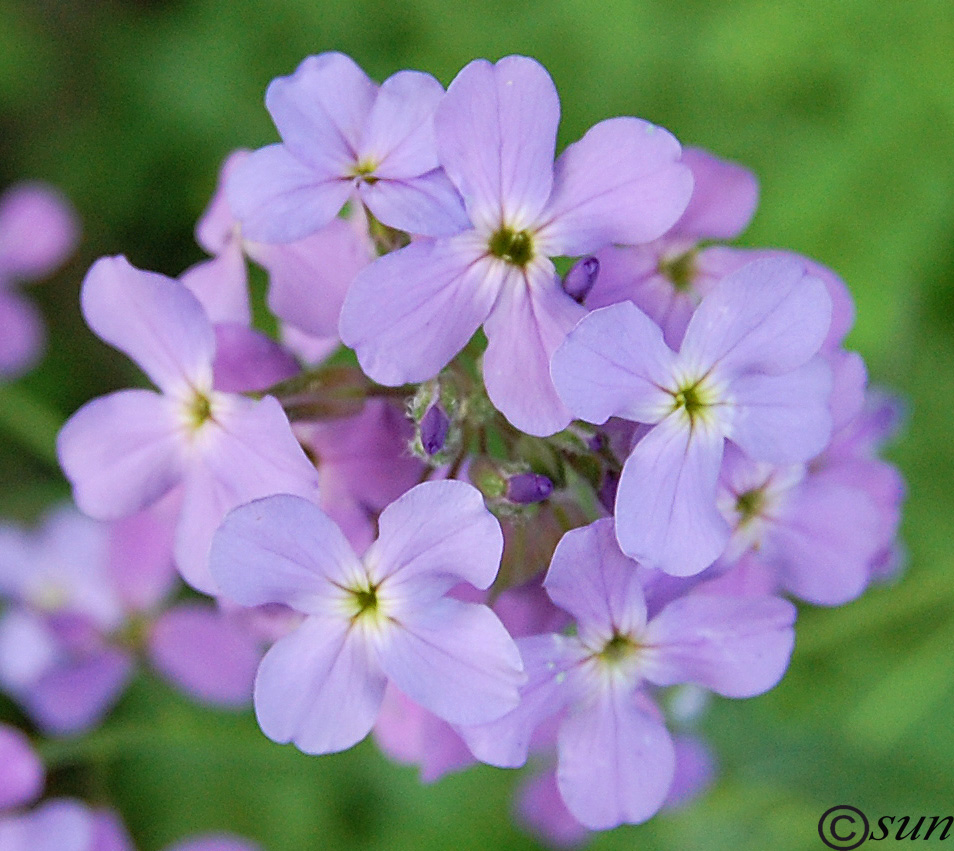 Image of Hesperis steveniana specimen.