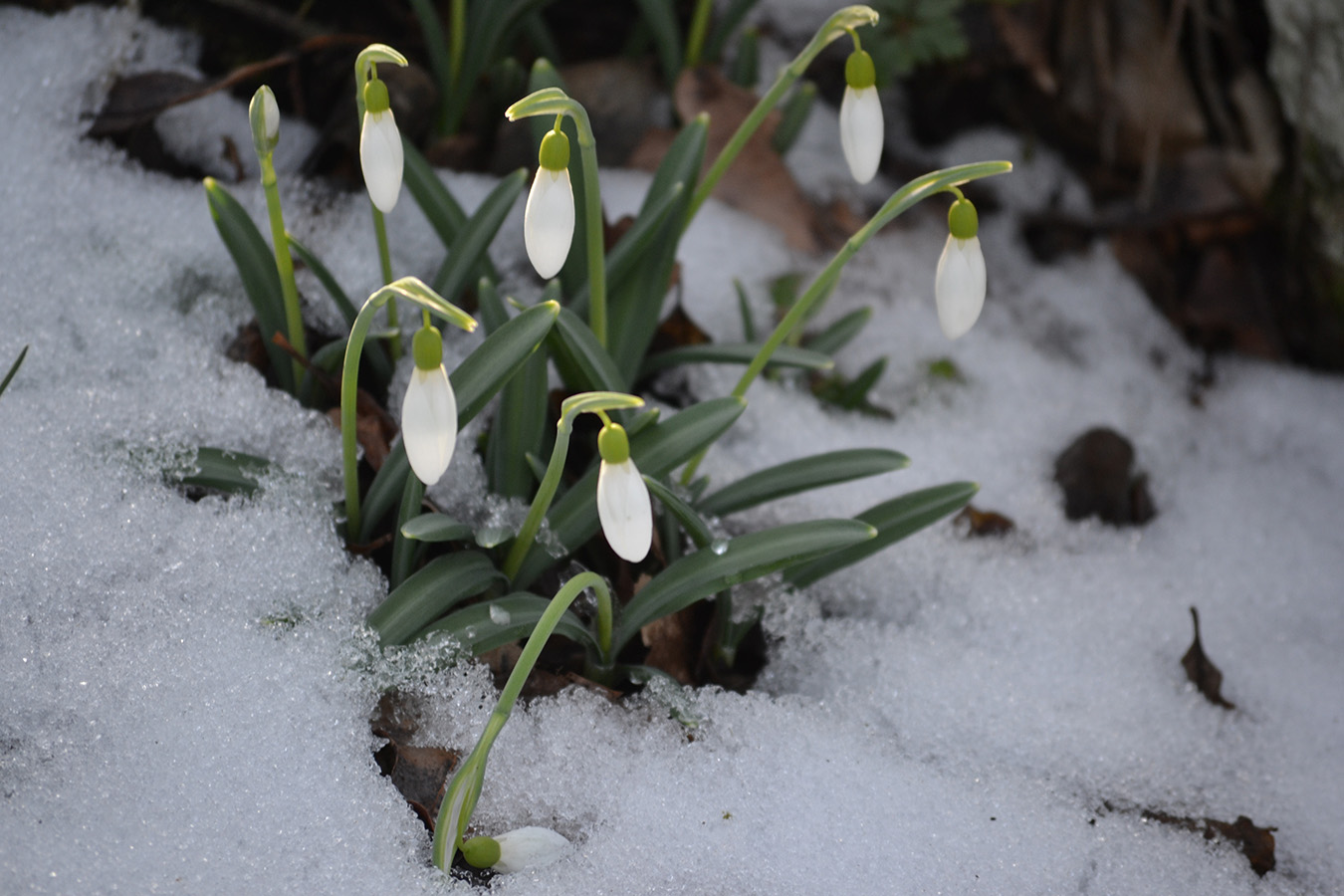 Image of Galanthus plicatus specimen.