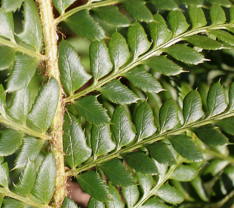 Image of Polystichum setiferum specimen.