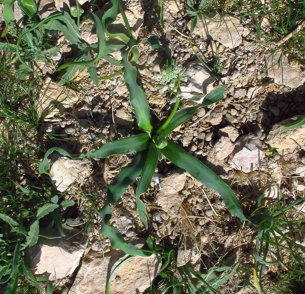 Image of Bellevalia eigii specimen.