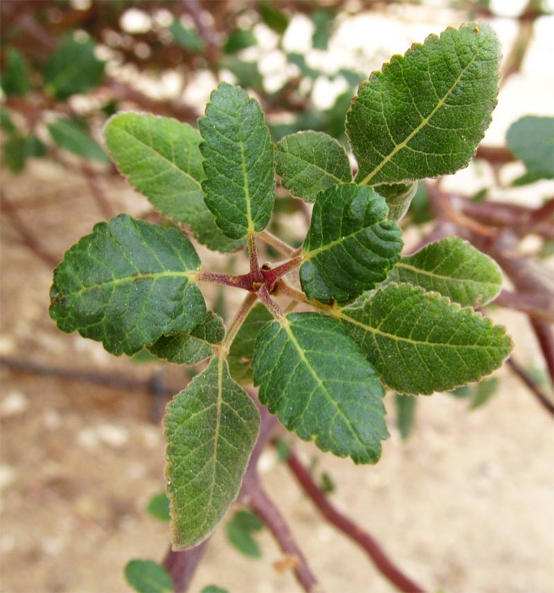 Image of familia Burseraceae specimen.