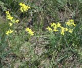 Erysimum canescens