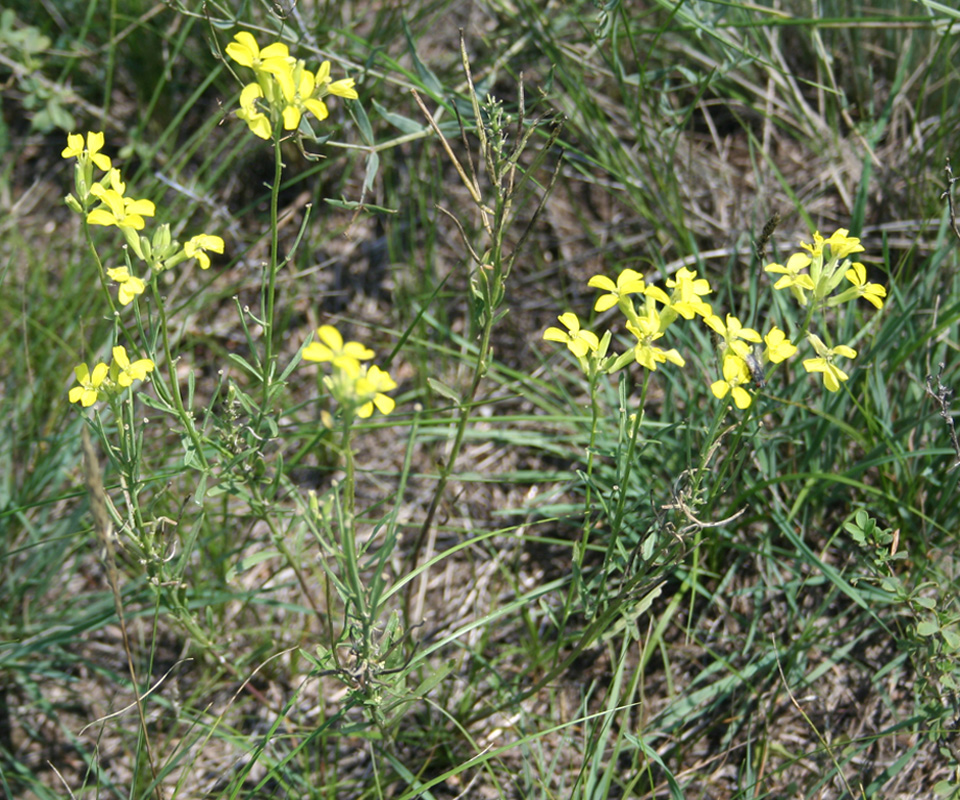 Image of Erysimum canescens specimen.