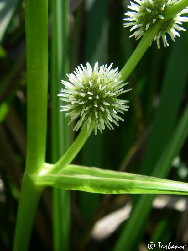 Image of Sparganium erectum specimen.