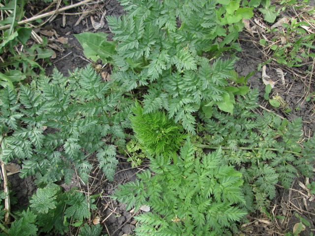 Image of Conium maculatum specimen.