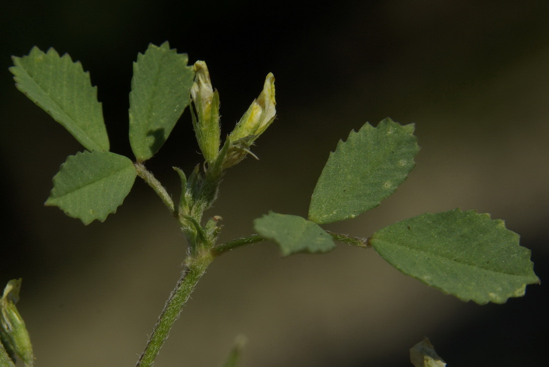 Изображение особи Trigonella striata.