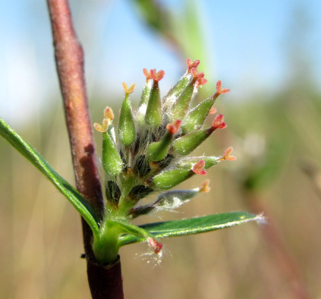 Image of Salix rosmarinifolia specimen.