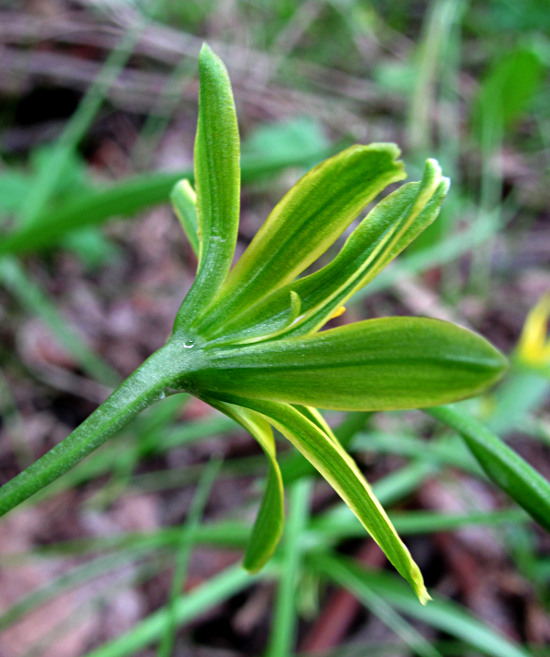 Image of Gagea lutea specimen.