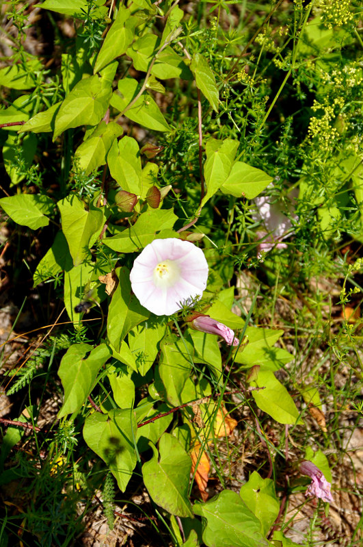 Изображение особи Calystegia spectabilis.