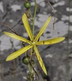 Asphodeline liburnica