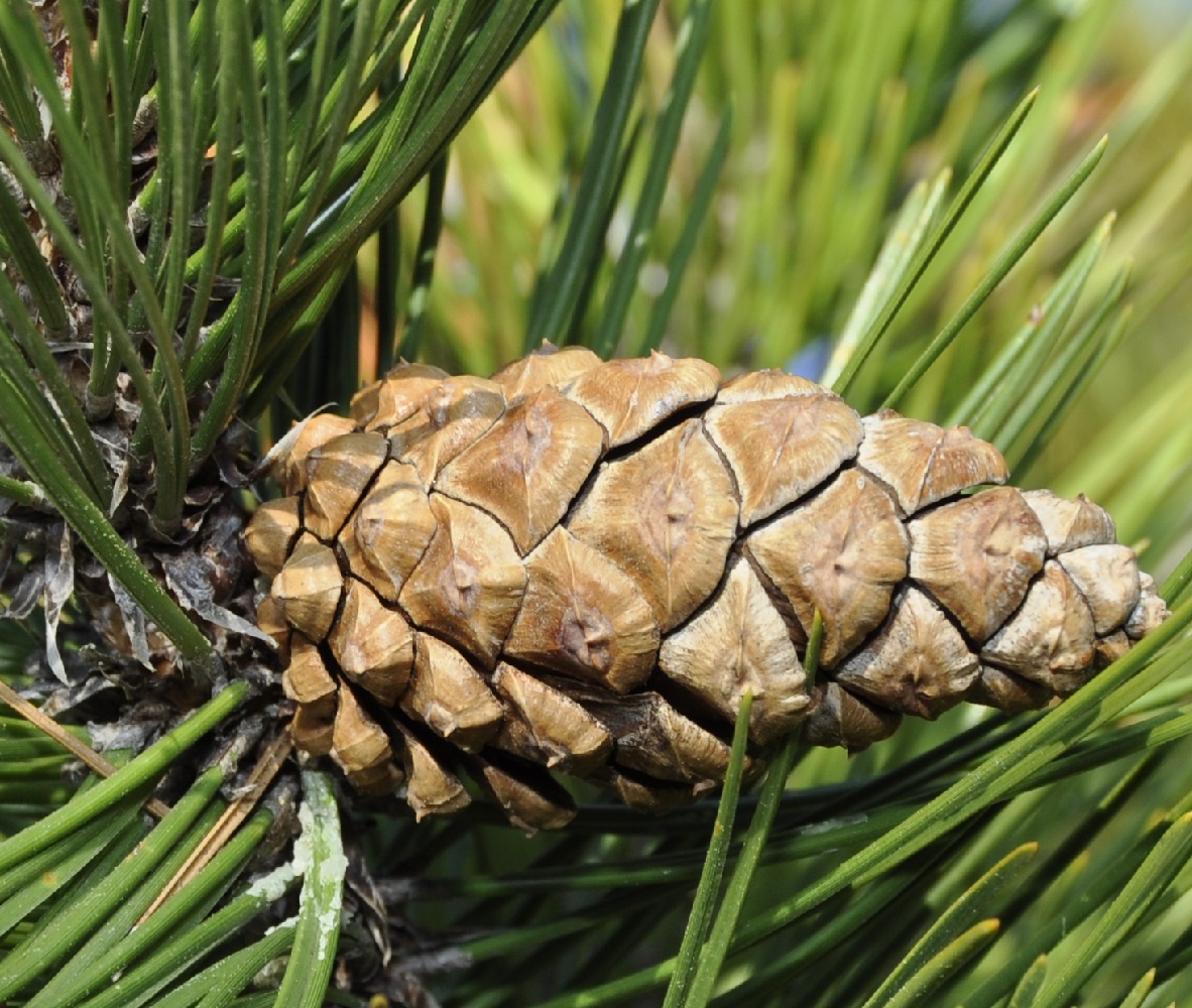 Image of Pinus heldreichii specimen.