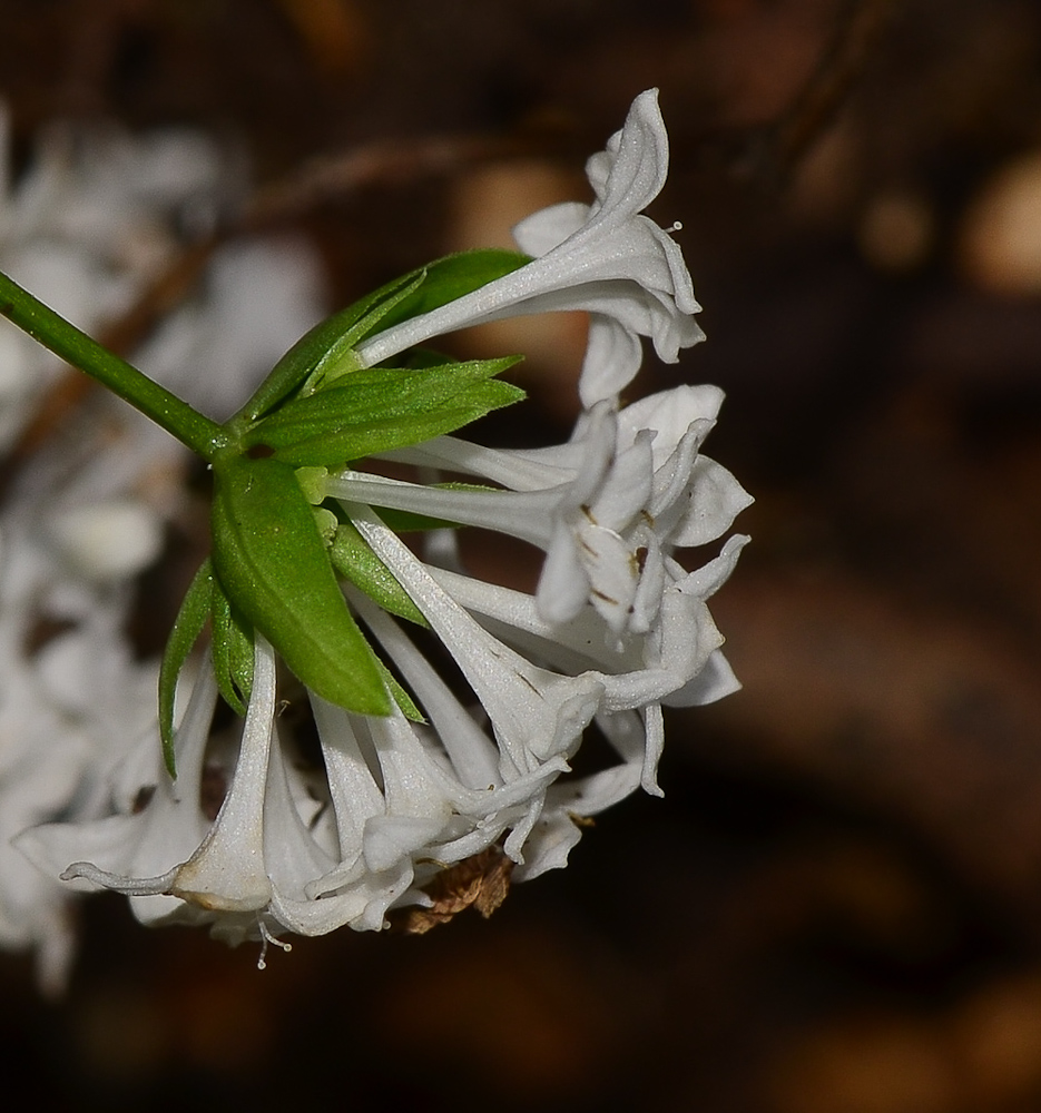 Изображение особи Asperula libanotica.