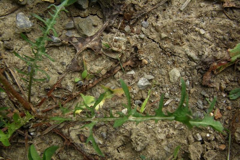 Image of Taraxacum pectinatiforme specimen.