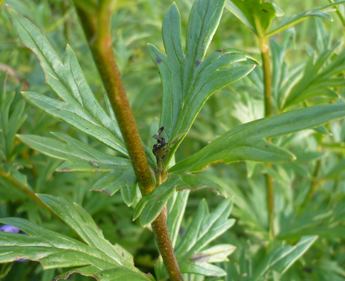 Изображение особи Aconitum baicalense.