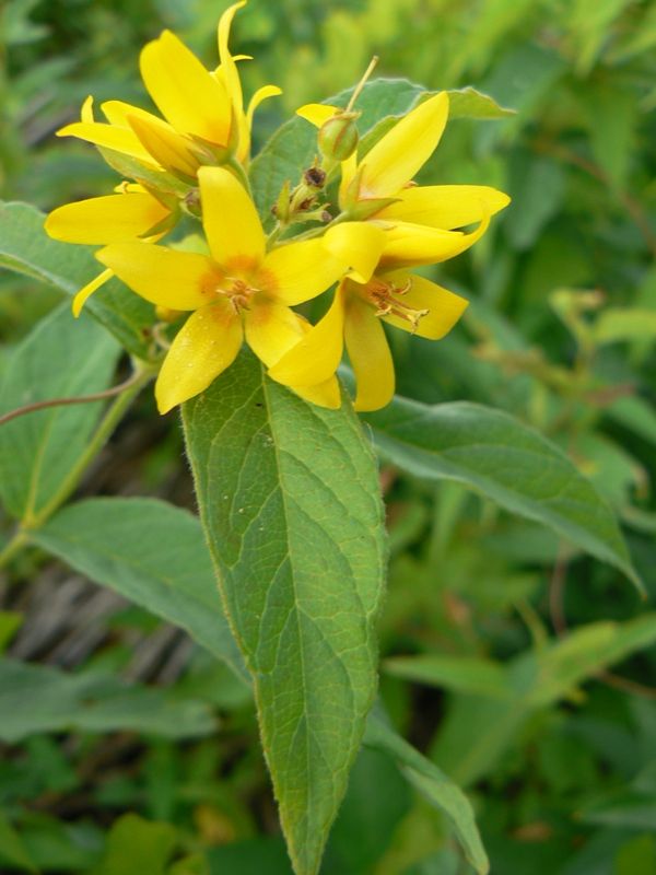 Изображение особи Lysimachia vulgaris.