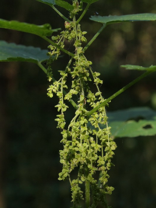 Изображение особи Urtica dioica.