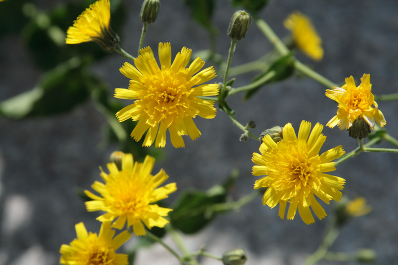 Image of Hieracium robustum specimen.