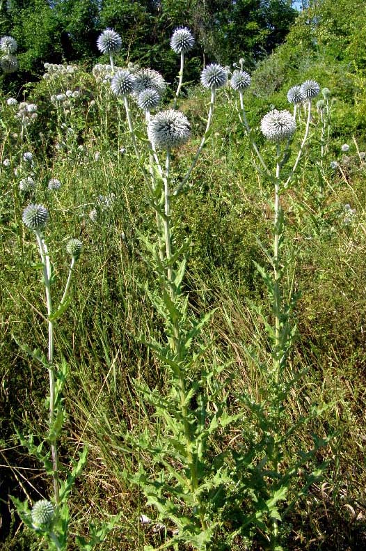 Изображение особи Echinops sphaerocephalus.