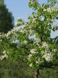 Смотреть изображение Pyrus communis