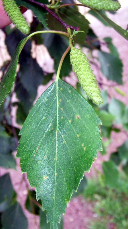 Image of Betula procurva specimen.