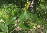 Lathyrus aureus