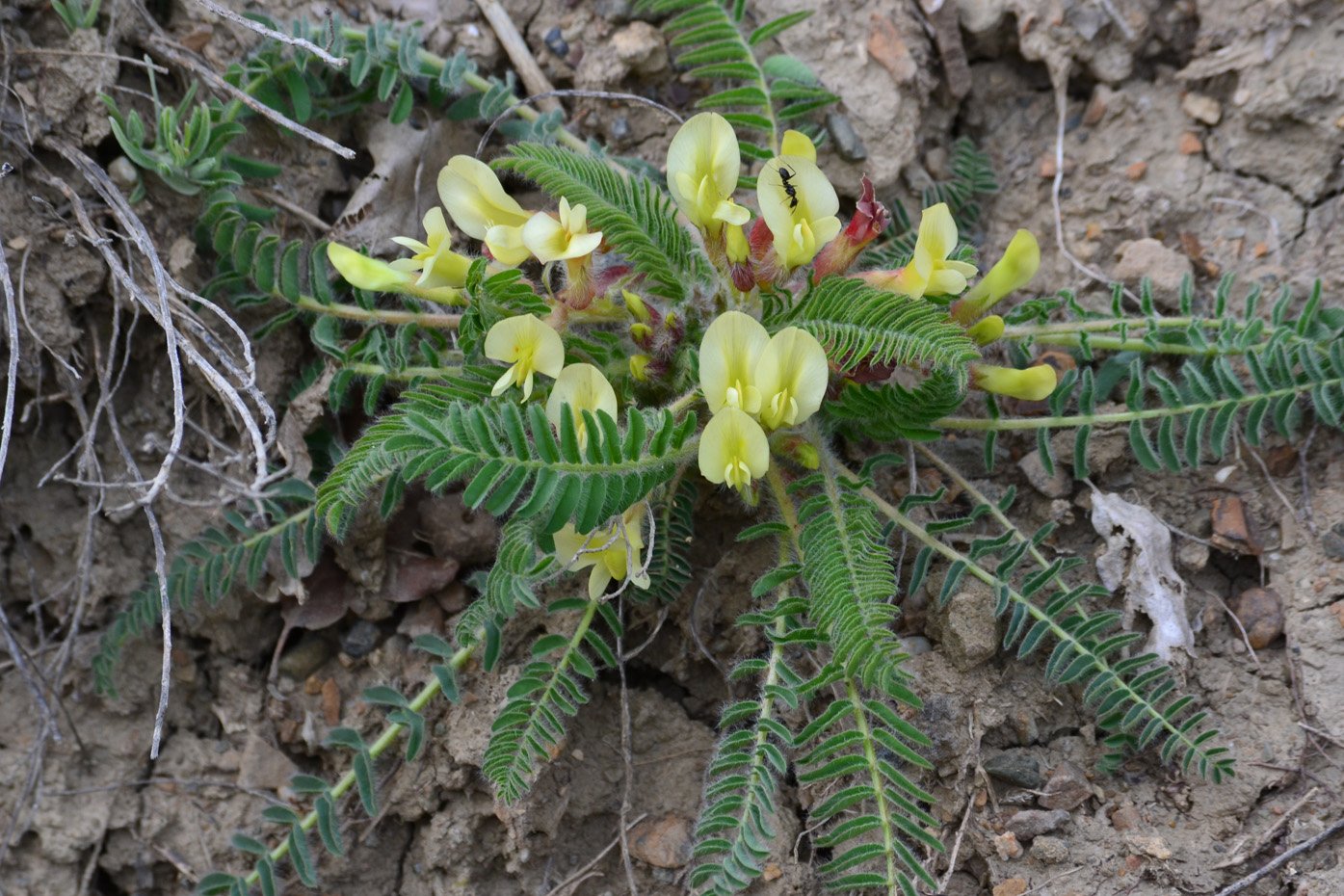 Image of Astragalus utriger specimen.