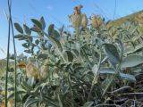 Astragalus ellipsoideus