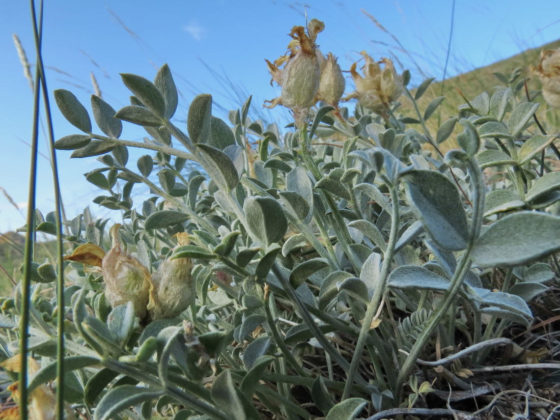 Image of Astragalus ellipsoideus specimen.