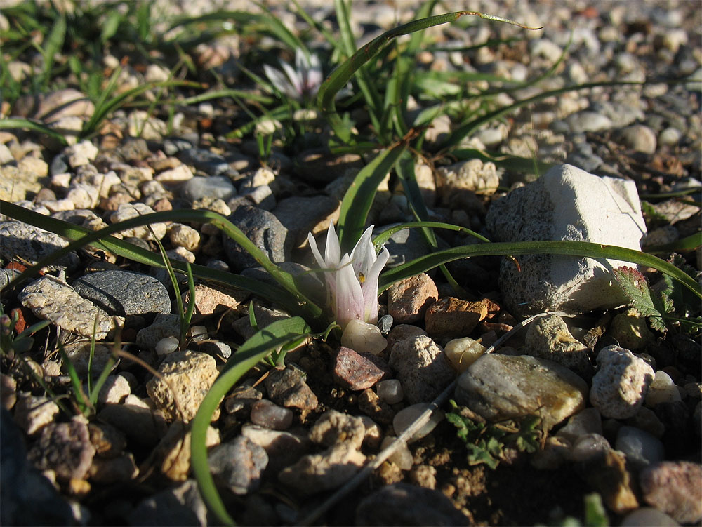 Image of Androcymbium europaeum specimen.