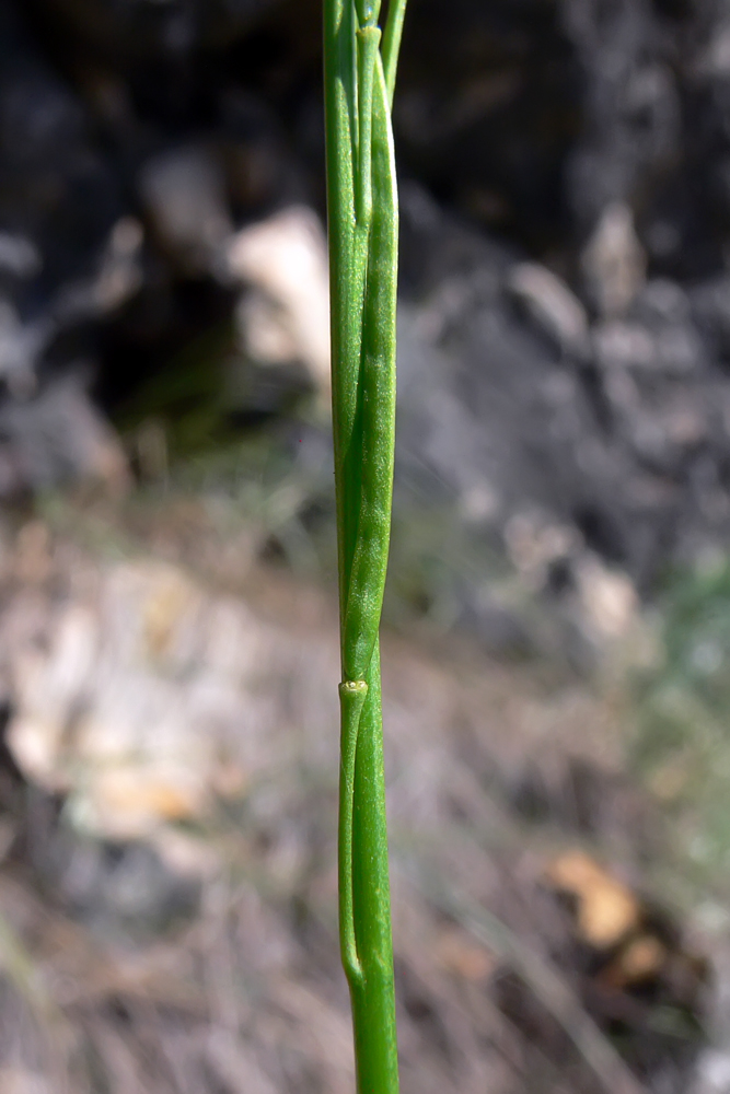 Image of Arabis borealis specimen.