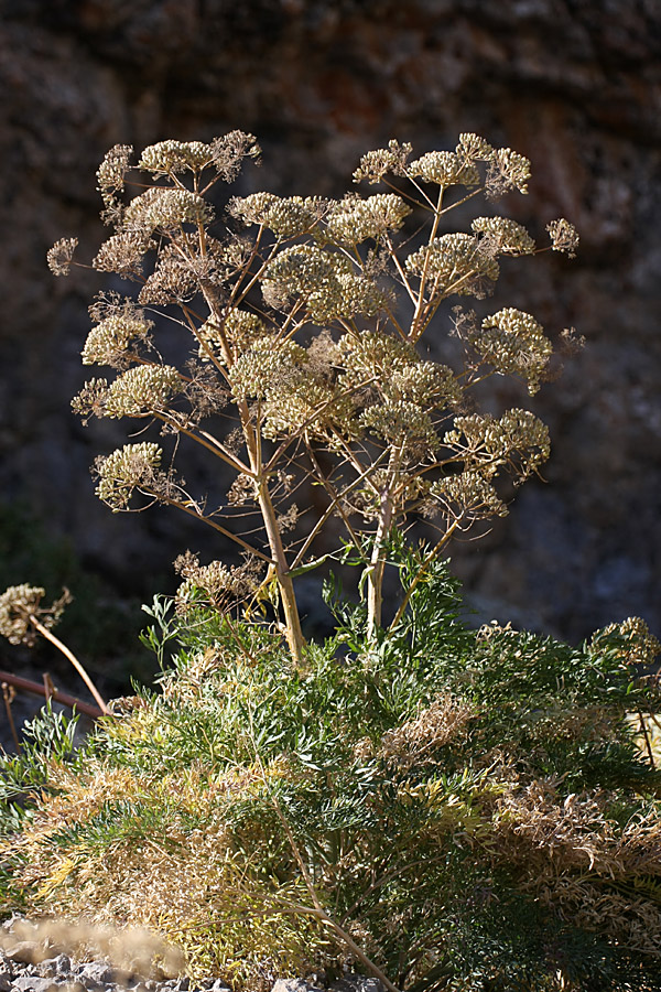 Image of Ferula penninervis specimen.