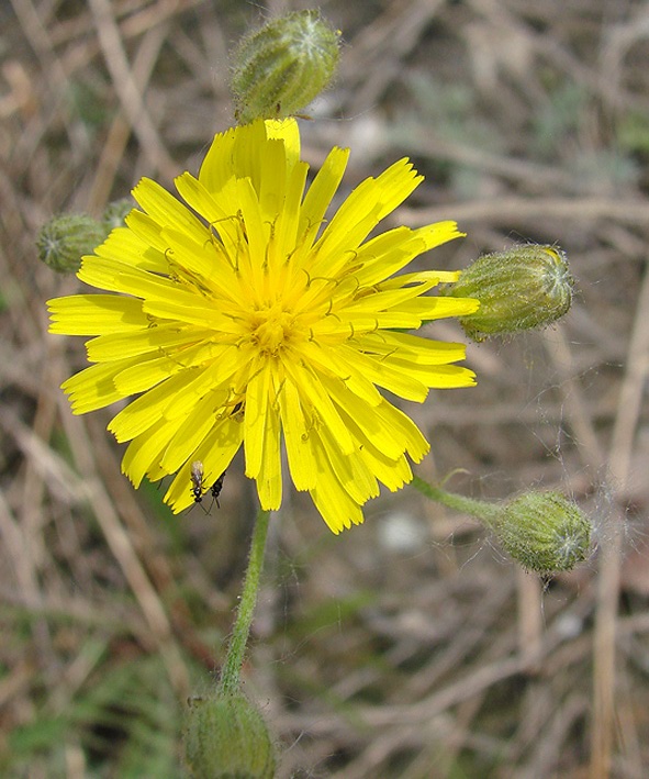 Image of Crepis tectorum specimen.