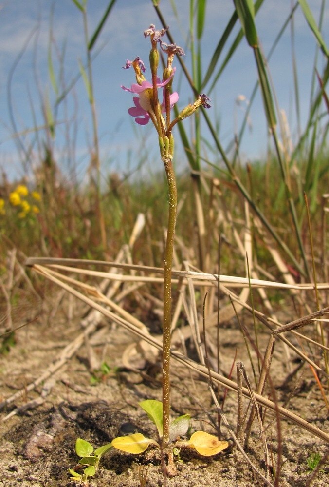 Image of Primula finmarchica specimen.