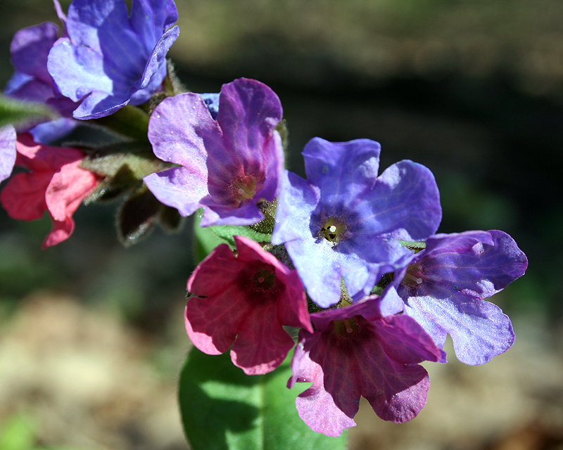 Image of Pulmonaria obscura specimen.