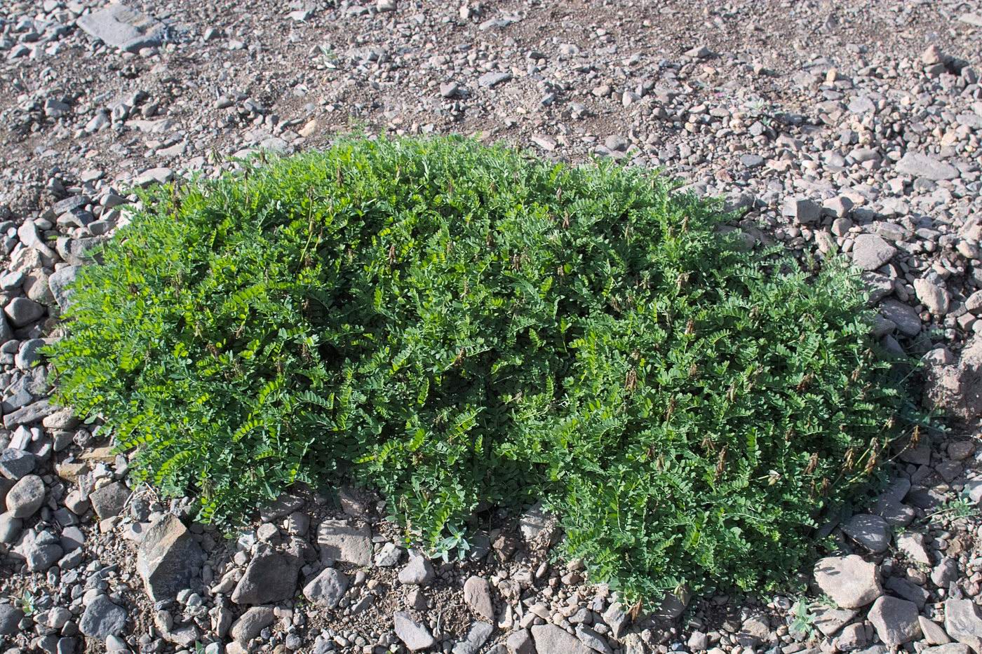 Image of familia Fabaceae specimen.