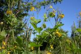 Chelidonium majus. Верхушка цветущего и плодоносящего растения. Республика Адыгея, г. Майкоп, восточная окраина города, на куче строительного мусора. 23.04.2016.