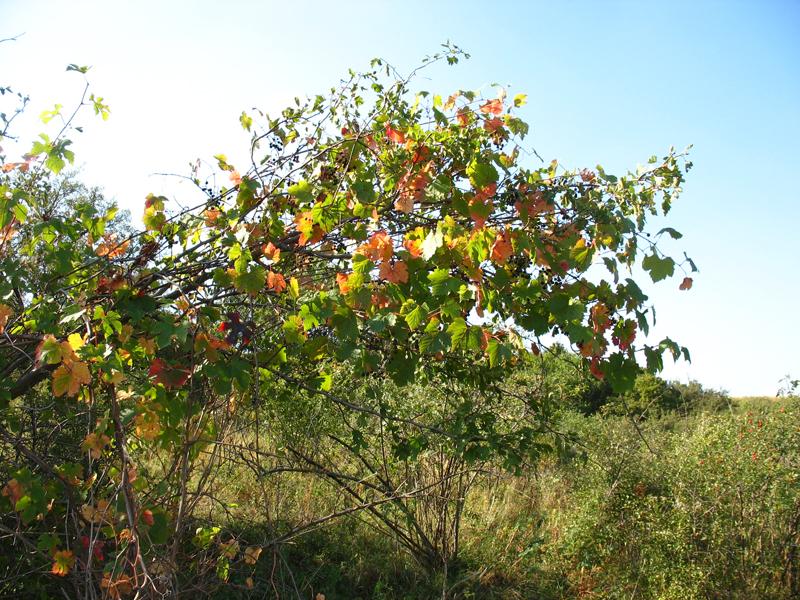 Image of Vitis gmelinii specimen.