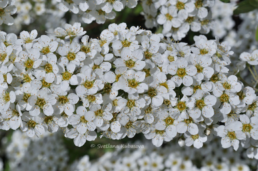 Image of Spiraea grefsheimii specimen.