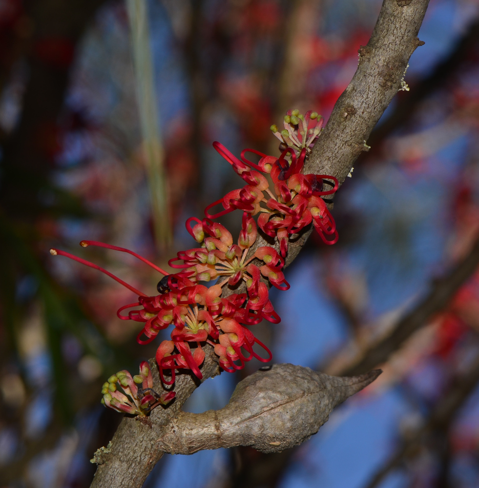 Изображение особи Hakea orthorrhyncha.