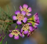 Chamelaucium uncinatum. Цветки. Израиль, Шарон, г. Тель-Авив, ботанический сад университета, в культуре. 30.04.2015.