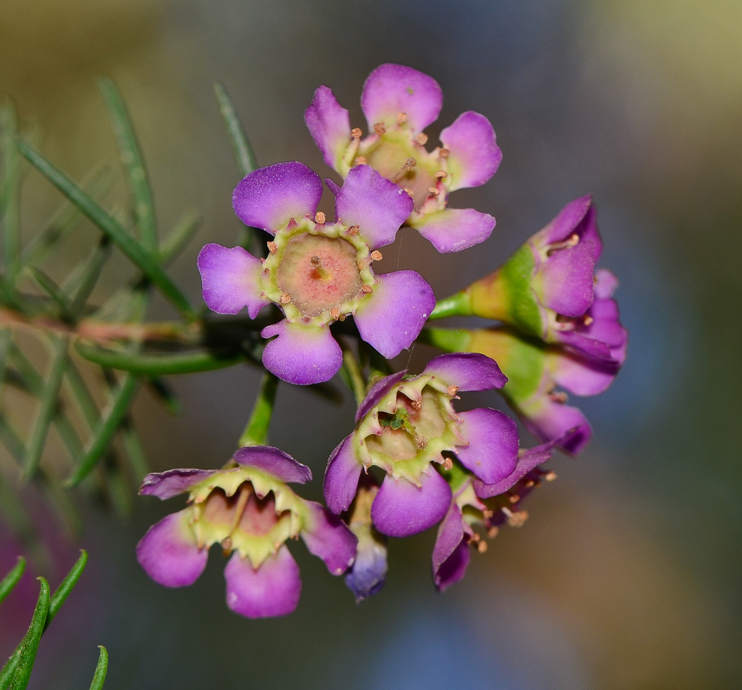 Image of Chamelaucium uncinatum specimen.