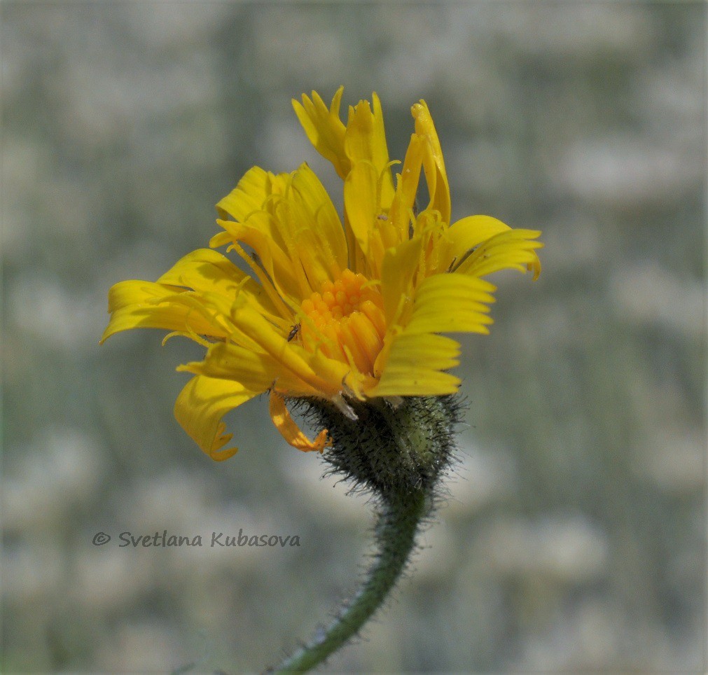 Изображение особи Hieracium maculatum.