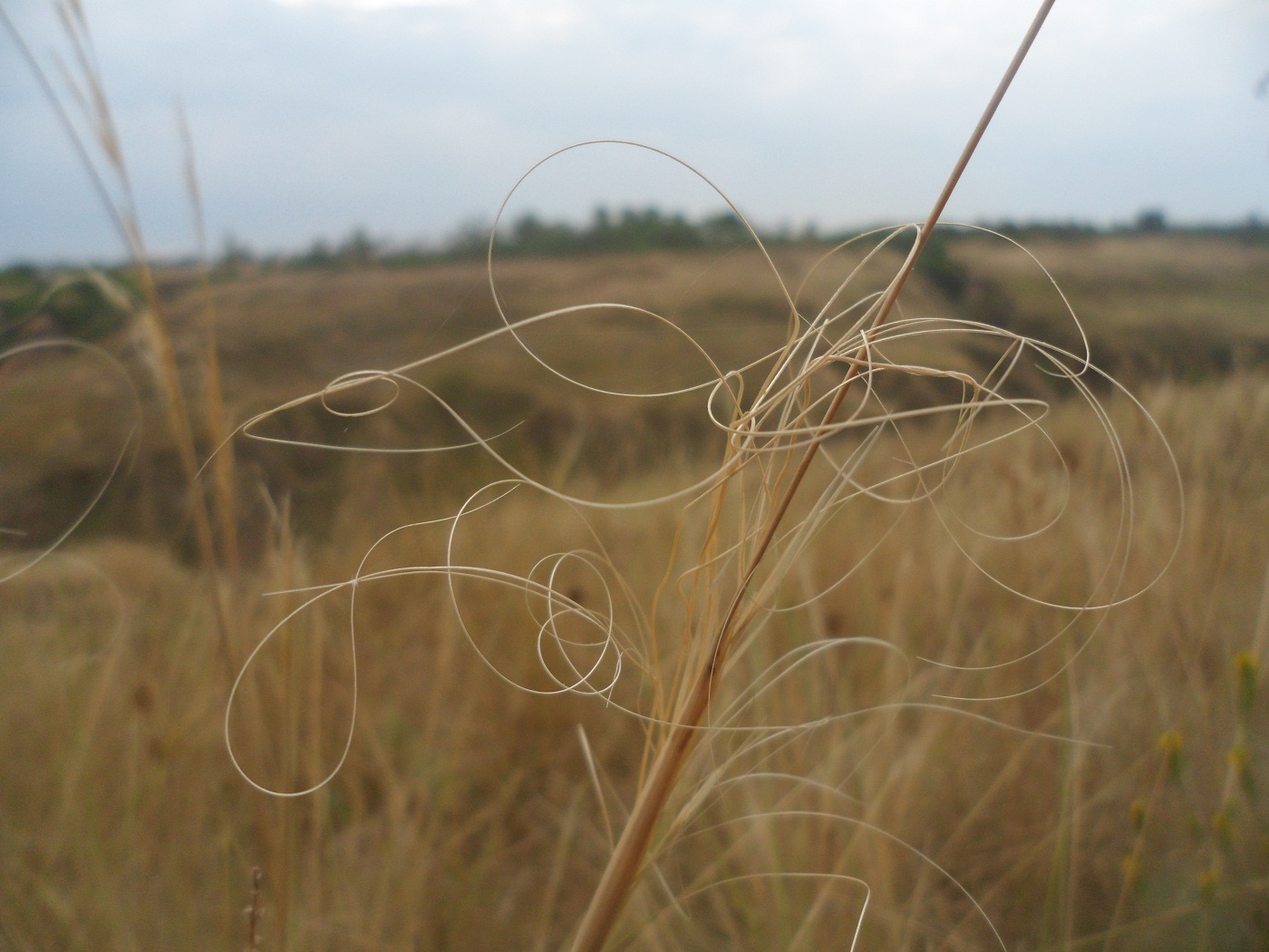 Image of Stipa capillata specimen.