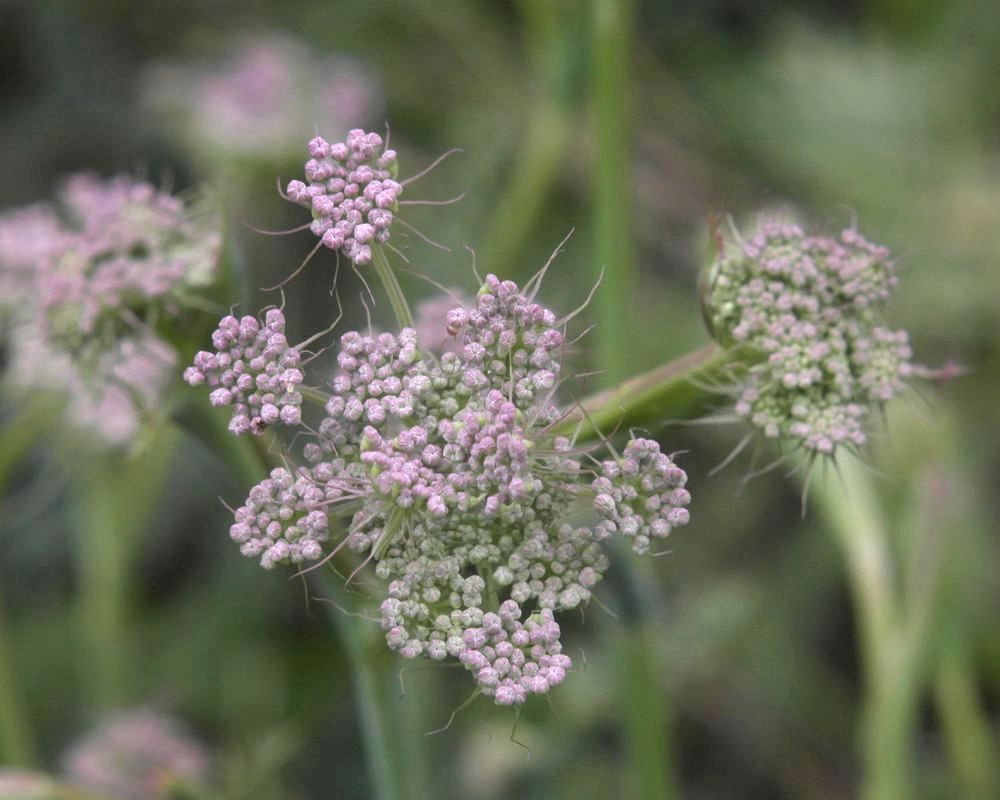 Image of Cervaria rivinii specimen.