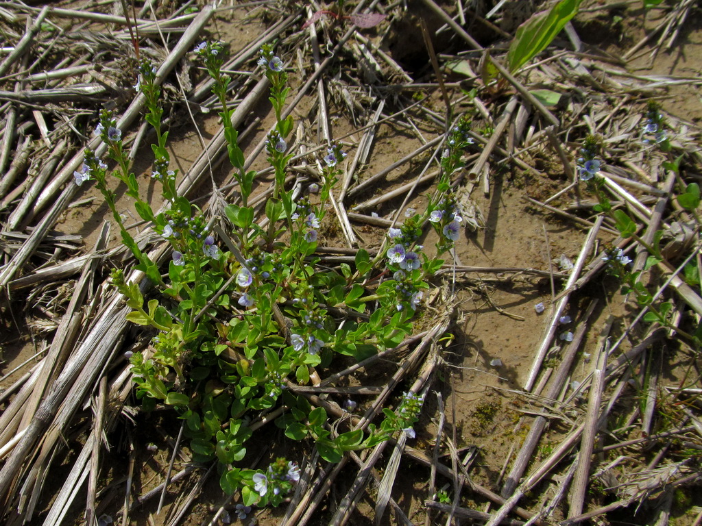 Изображение особи Veronica serpyllifolia.