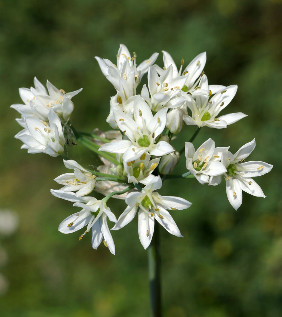 Image of Allium ramosum specimen.