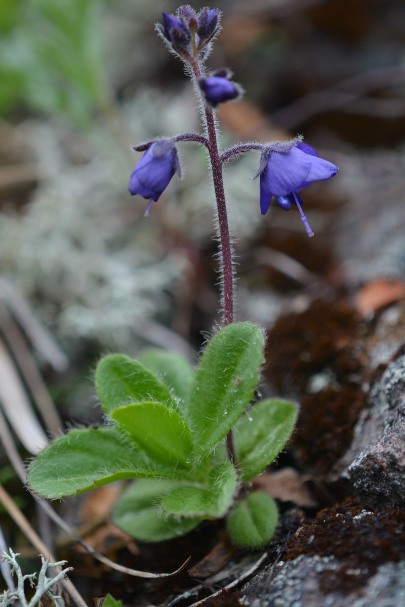 Изображение особи Veronica grandiflora.