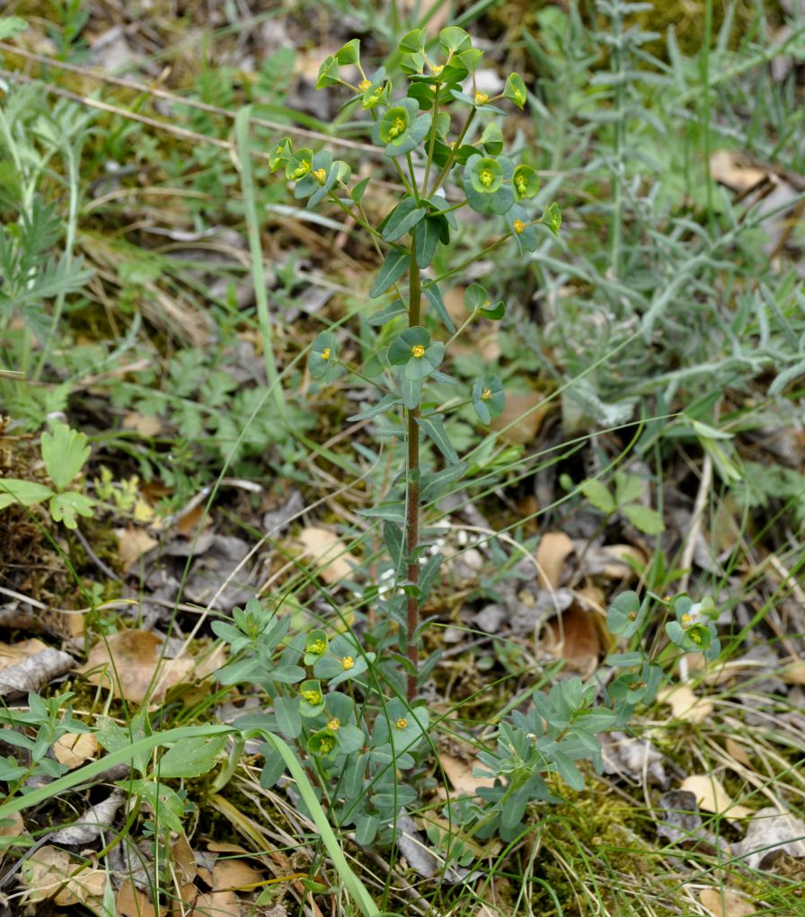 Изображение особи род Euphorbia.